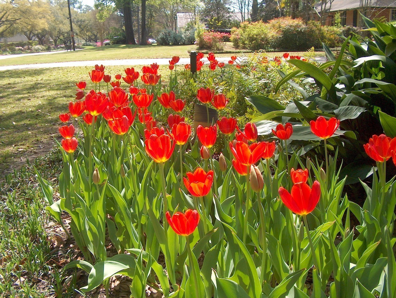 Didier's tulip - Garden tulip
